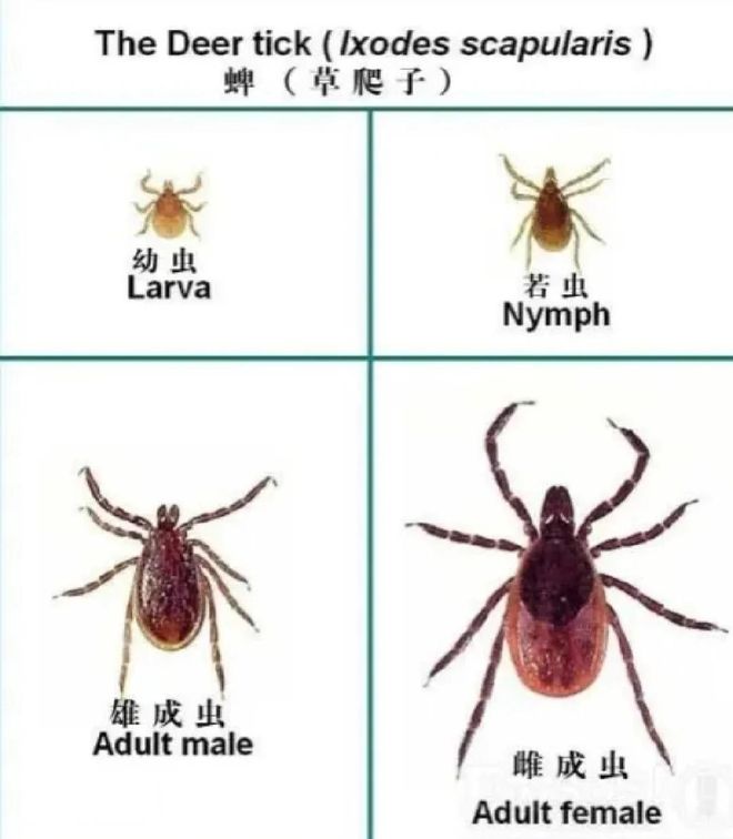 丰田第六代一箱油可达1420公里,不用充电也能实现纯电行驶